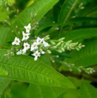 Lemon Verbena-Verbena Officinalis �f�c���@�������S